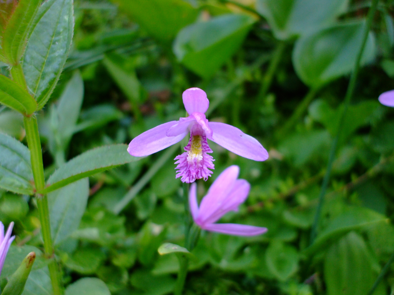 Pogonia ophioglossoides